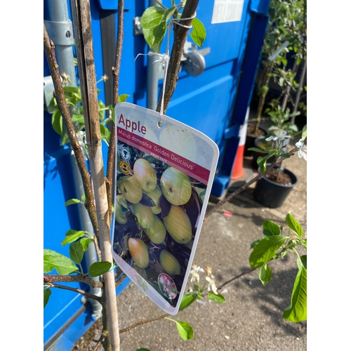 42A - Golden delicious 6ft apple tree