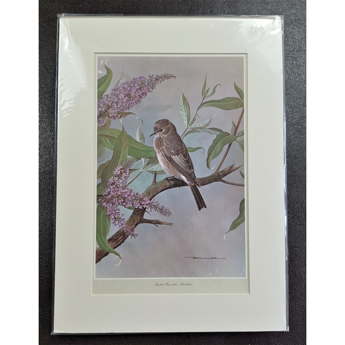 304A - 2 mounted prints by Basil Ede. “Golden Oriole – Oakleaves” and “Spotted Flycatcher – Buddleia”. Seal... 