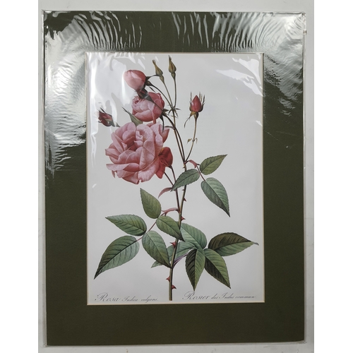 302A - 4 large prints of roses in mounts. Sealed. Size: 35.5 cm x 45.5 cm.