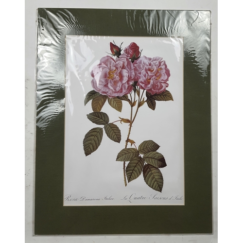 302A - 4 large prints of roses in mounts. Sealed. Size: 35.5 cm x 45.5 cm.