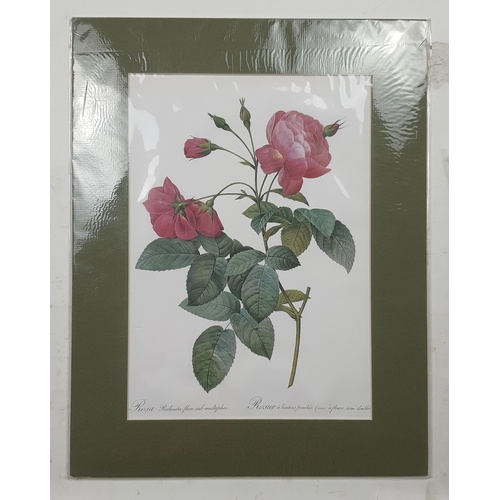 302A - 4 large prints of roses in mounts. Sealed. Size: 35.5 cm x 45.5 cm.