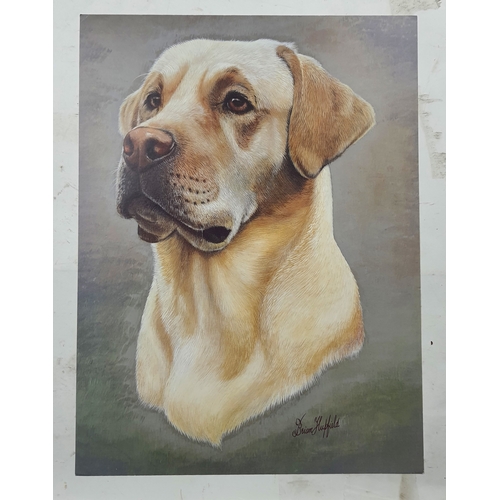 127A - 4 colour prints of dogs (different breeds). Size: 30 cm x 40.5 cm