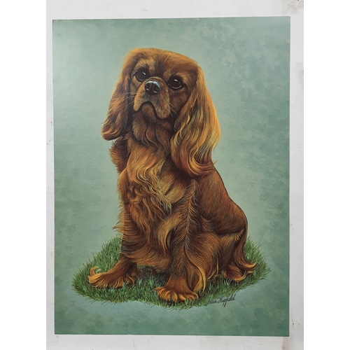 127A - 4 colour prints of dogs (different breeds). Size: 30 cm x 40.5 cm