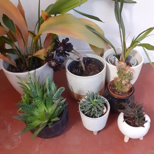 A selection of cacti and grass type plants. The cacti seem fine but the ...