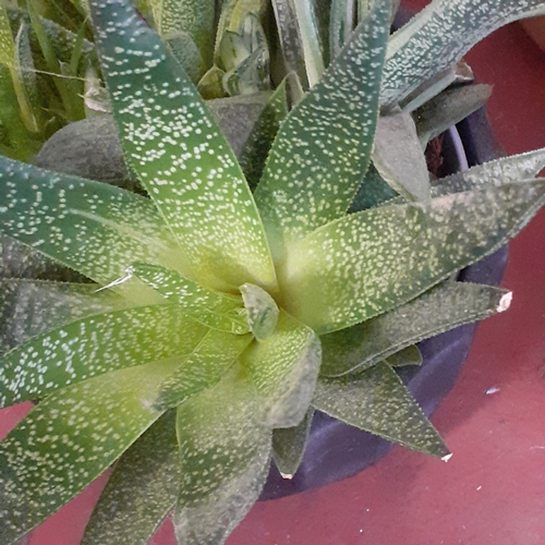 4 - A selection of cacti and grass type plants. The cacti seem fine but the plants need TLC