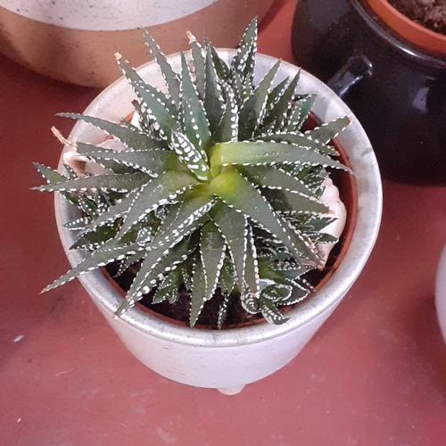 4 - A selection of cacti and grass type plants. The cacti seem fine but the plants need TLC