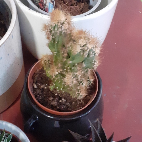 4 - A selection of cacti and grass type plants. The cacti seem fine but the plants need TLC