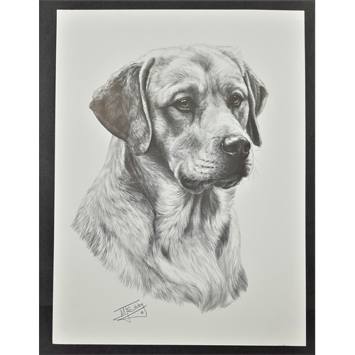 120A - 4 x Mike Sibley black & white prints of dogs. Afghan Hound, Cairn Terrier, Springer Spaniel and Yell... 