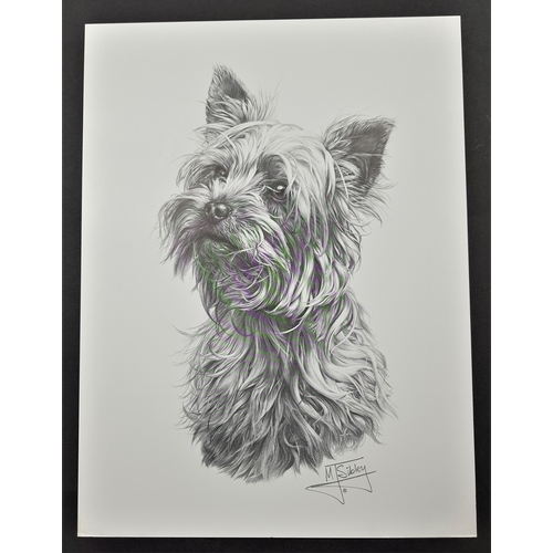 120A - 4 x Mike Sibley black & white prints of dogs. Afghan Hound, Cairn Terrier, Springer Spaniel and Yell... 