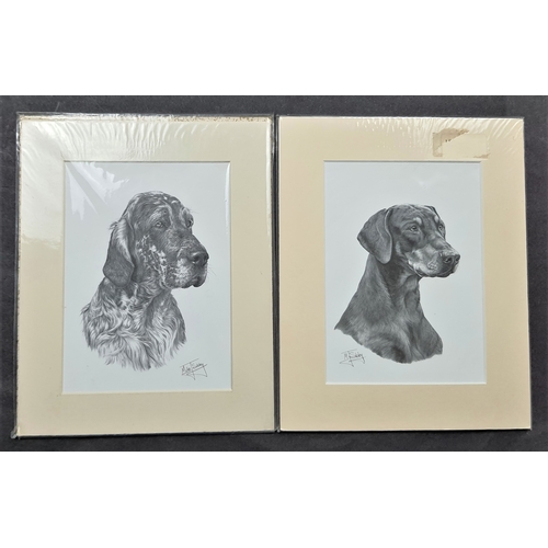 121A - 6 x Mike Sibley black & white prints of dogs in mounts. Irish Setter, Doberman, English Setter, Dach... 