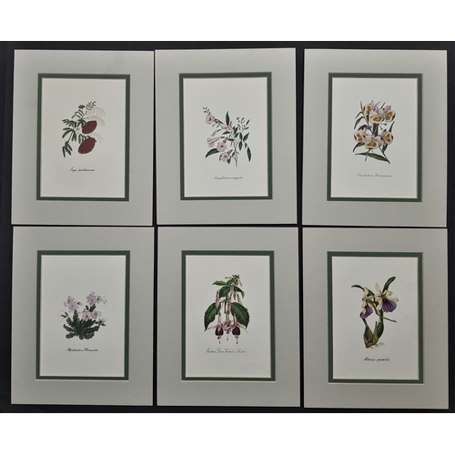 127A - 6 flower prints in double mounts. Size: 20 cm x 25 cm.