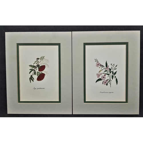 127A - 6 flower prints in double mounts. Size: 20 cm x 25 cm.