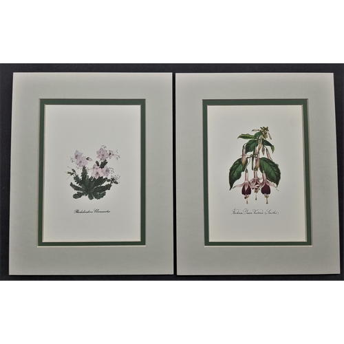 127A - 6 flower prints in double mounts. Size: 20 cm x 25 cm.