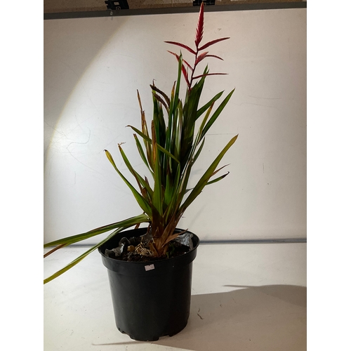 162 - VRIESEA The flaming sword plant