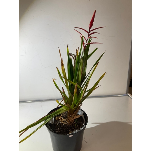 162 - VRIESEA The flaming sword plant