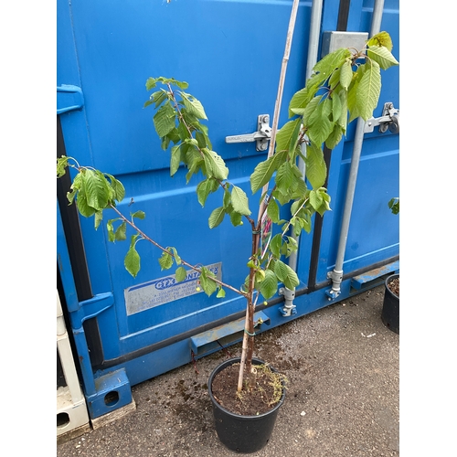 51A - Cherry Prunus avium Sunburst fruit tree