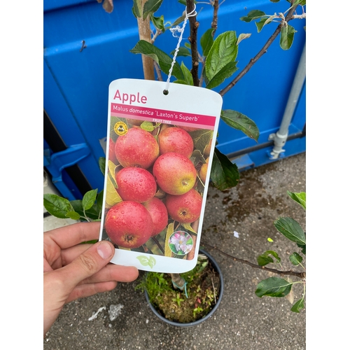 62A - Laxtons superb 5ft apple tree