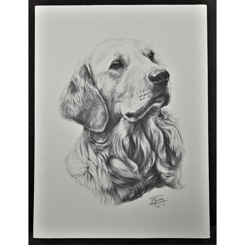 124A - 4 x Mike Sibley black & white prints of dogs. Golden Retriever, Old English Sheepdog, Shetland Sheep... 