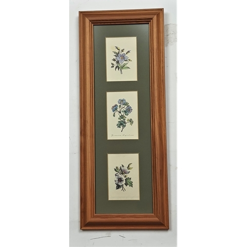 121A - 2 wood frames and glazed pictures with sweet little flower prints. Size: 18 cm x 46 cm.