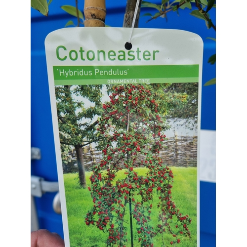 188A - Cotoneaster hybridus pendulum ornamental tree approx 5ft tall