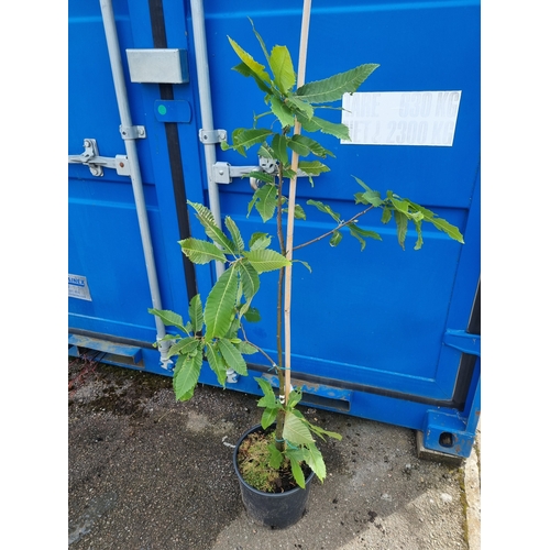 190A - Sweet chestnut tree castanea sativa