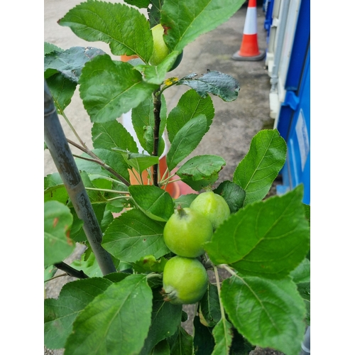 192A - Grenadier early cooking apple tree approx 3ft tall