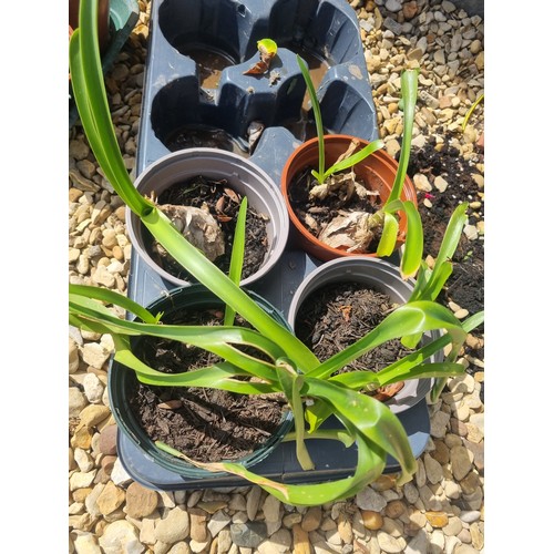 302A - 4 pot plants Nerines tall pink lily like flowers