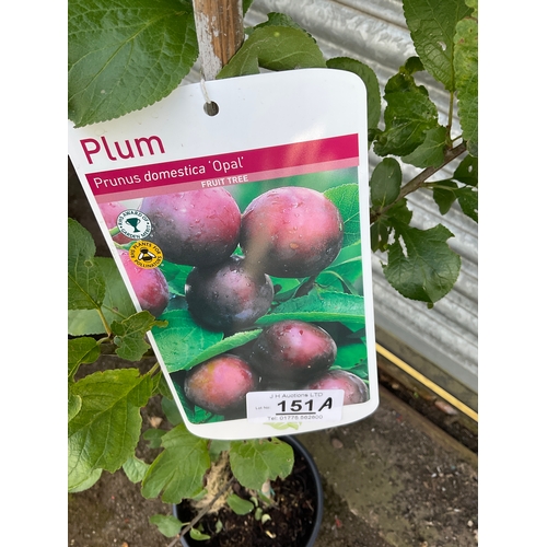 151A - Opal plum fruit tree approx 5ft tall