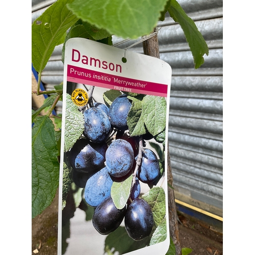 154A - Merryweather damson fruit tree approx 4ft tall