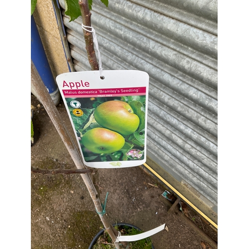 155A - Bramley Apple fruit tree approx 4ft tall