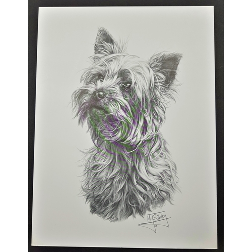 120A - 4 x Mike Sibley black & white prints of dogs. Afghan Hound, Cairn Terrier, Springer Spaniel and Yell... 