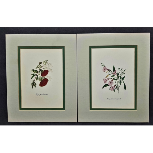 113A - 6 flower prints in double mounts. Size: 20 cm x 25 cm.