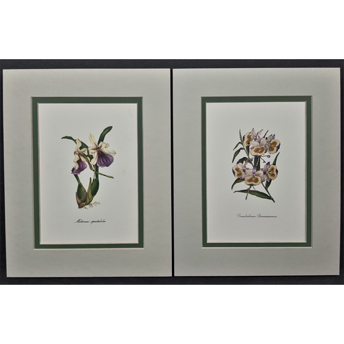 113A - 6 flower prints in double mounts. Size: 20 cm x 25 cm.