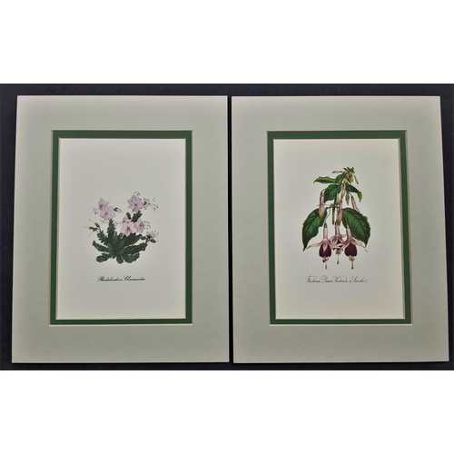 113A - 6 flower prints in double mounts. Size: 20 cm x 25 cm.