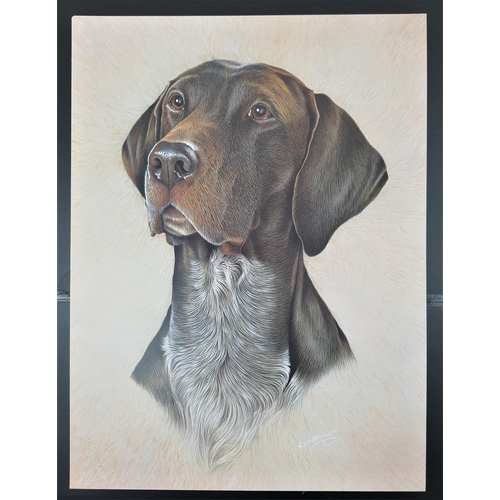 101A - 4 colour dog prints by Ken Messom. Dalmatian, German Shepherd Short Haired Pointer, Flat Coated Retr... 