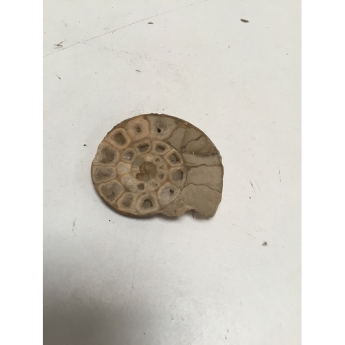 75 - Small ammonite fossil with great detail