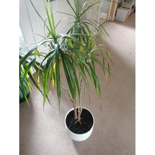 40A - Dragon plant Approximately 4 feet tall