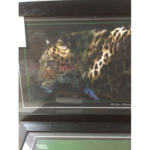 2 - Collection of photography by Phil jones includes Leopard plus flower picture in black frames & his o... 