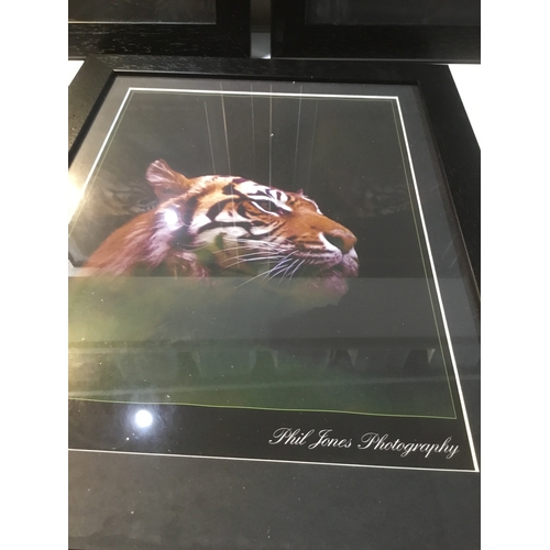 14 - Collection of 3 tiger photo pictures in black frames by Phil Jones Photography