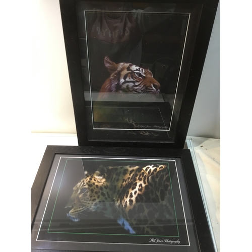 56 - Two black framed photography pictures of tigers by Phil Jones Photography