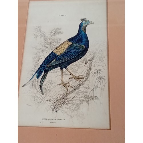 339 - Pair of original 1833 bird prints, framed and glazed. Details showing William Holme Lizars