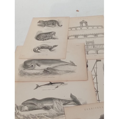 257 - Victorian prints of animals and buildings