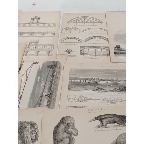 257 - Victorian prints of animals and buildings