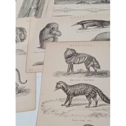 257 - Victorian prints of animals and buildings