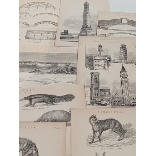 257 - Victorian prints of animals and buildings