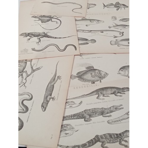 310A - Victorian natural history prints of fish and reptiles