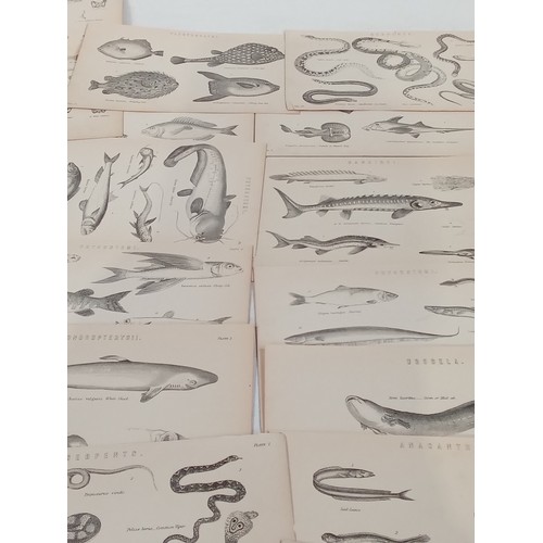 310A - Victorian natural history prints of fish and reptiles