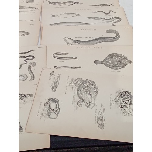 310A - Victorian natural history prints of fish and reptiles