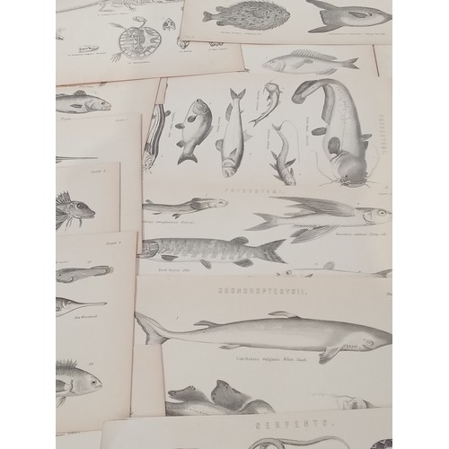 310A - Victorian natural history prints of fish and reptiles