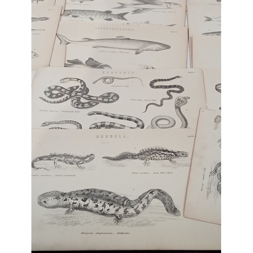 310A - Victorian natural history prints of fish and reptiles